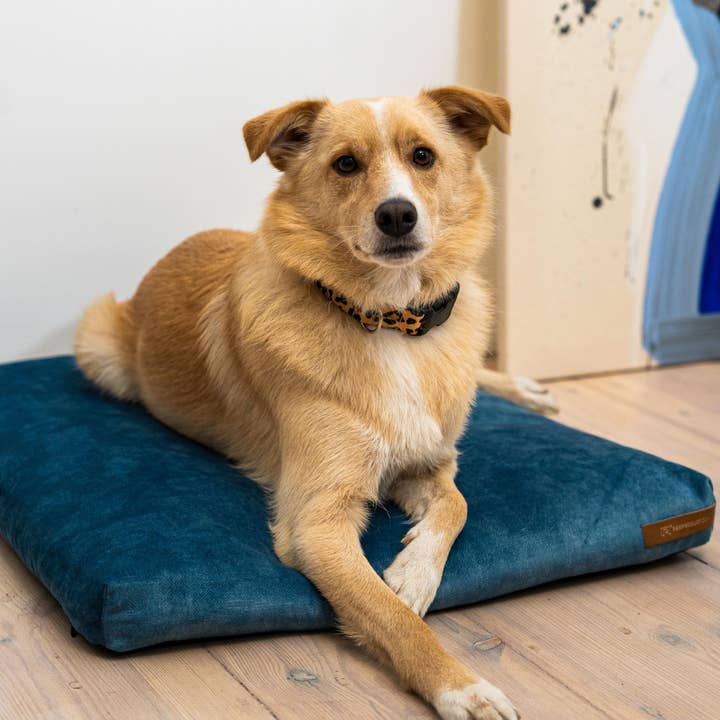 Rexproduct Sp. z o.o. Sp. k. – Engroshandel Seng - Hund – Hundeseng Rexproduct Blød, økologisk pude, farver7