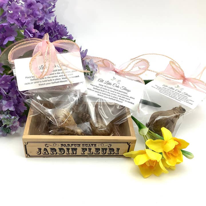 All Little Cute Things - Wholesale Plant Seeds - Dutch Daffodil Bulb for Planting, Tea Garden Party Favors1