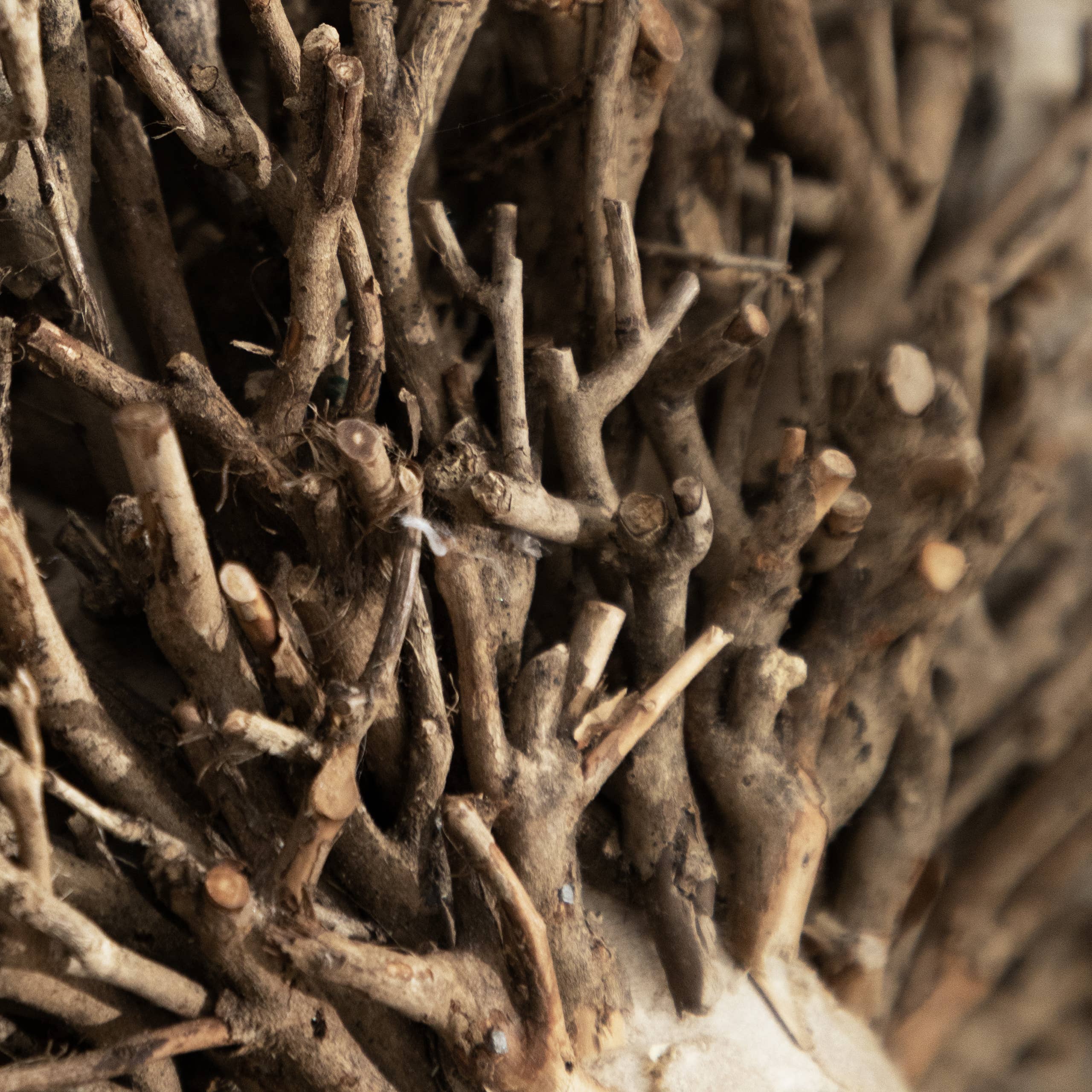 Beau Hand Crafted Ram Wooden Sculpture Brown for wholesale on Faire2