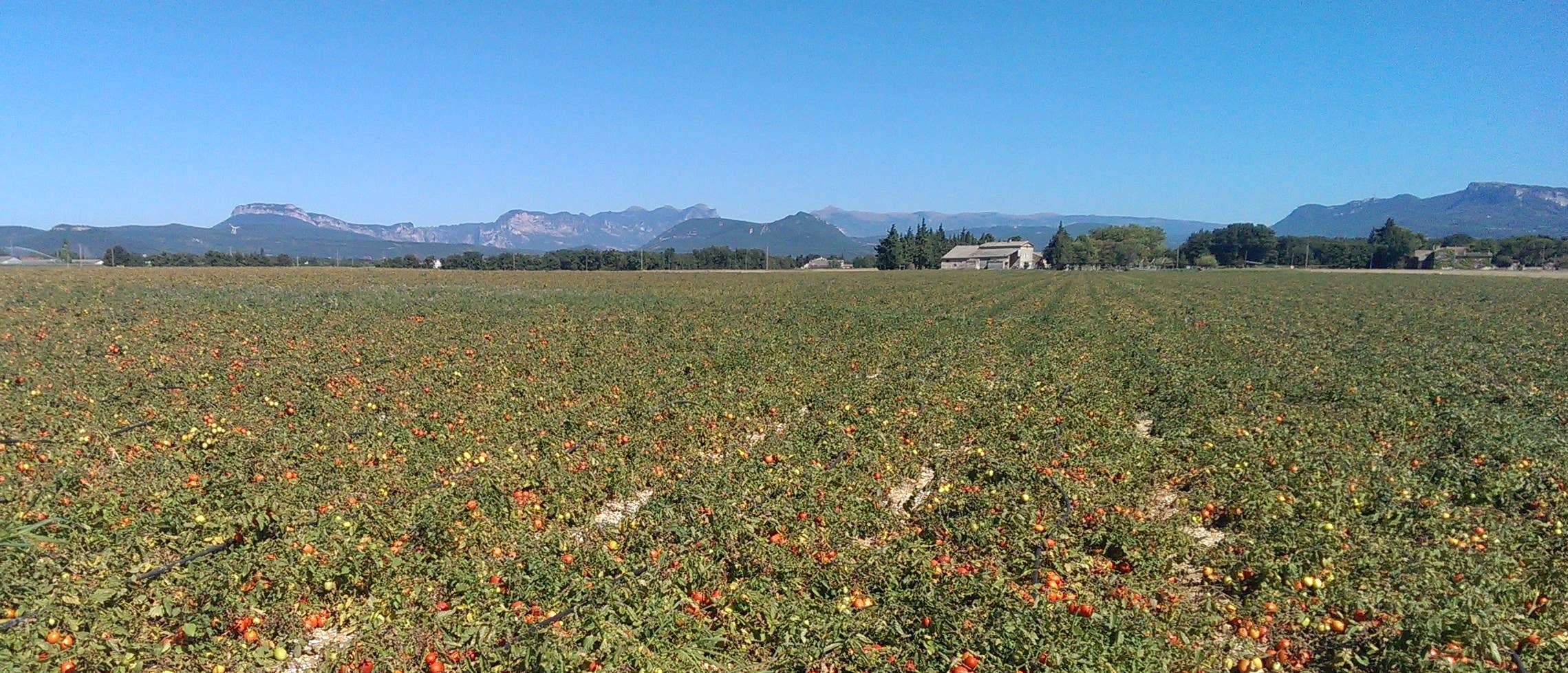 CONSERVES GUINTRAND - Wholesale Canned Vegetables - Peeled and pressed tomatoes 1/22