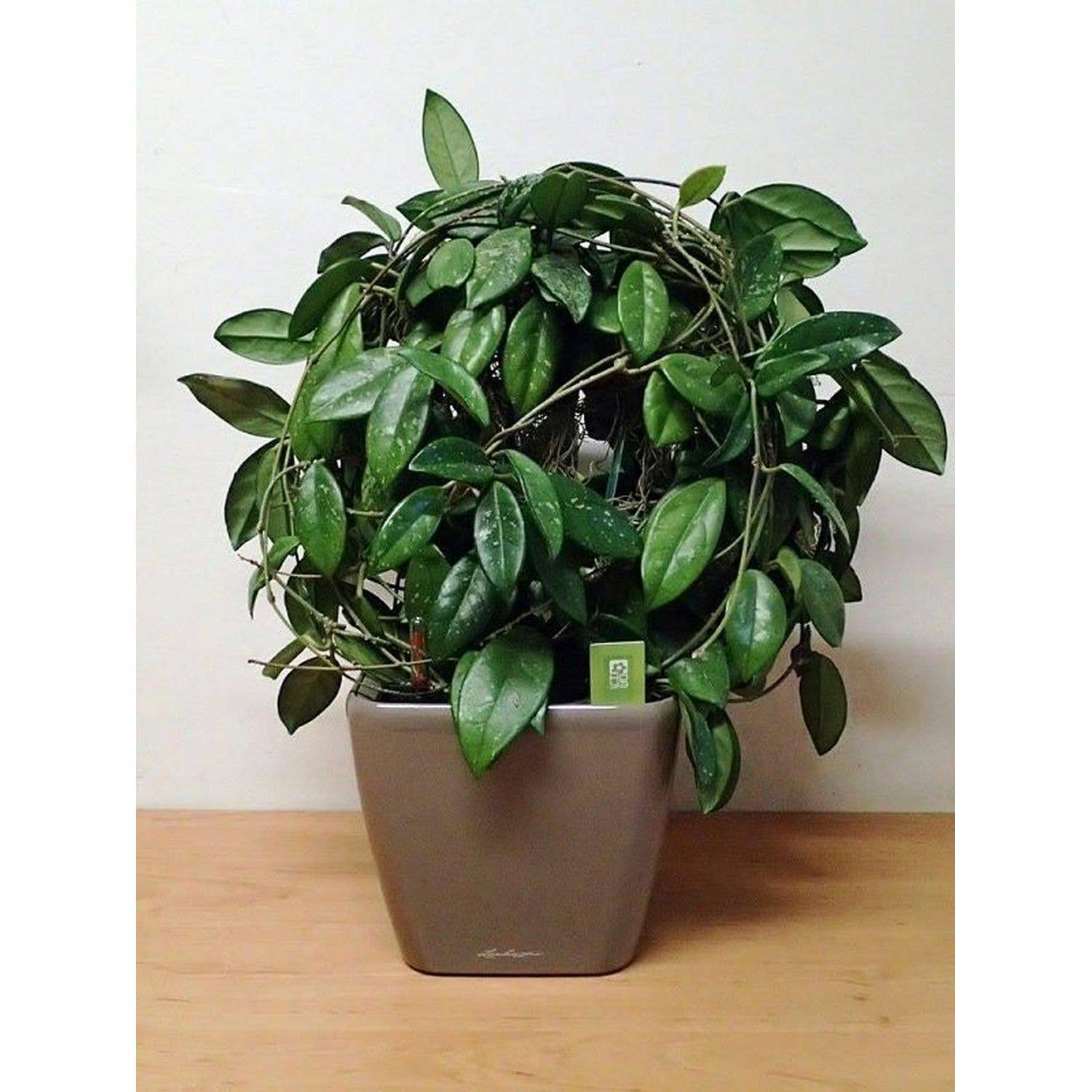 Lechuza Self Watering Planters - Vendita all'ingrosso Vasi per piante - Fioriera quadrata LECHUZA QUADRO LS Poly Resin14