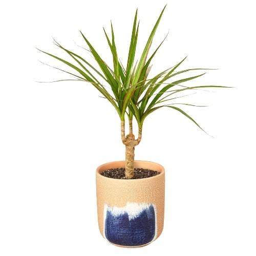 House Plant Wholesale WEST - Wholesale Live Plant - Dracaena 'Marginata Cane'