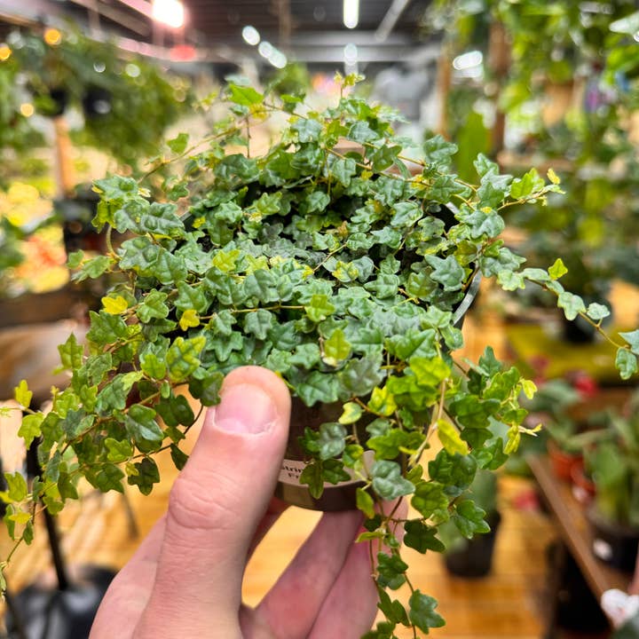 Plant Daddies of Atlanta LLC - Wholesale Live Plant - String of Frogs