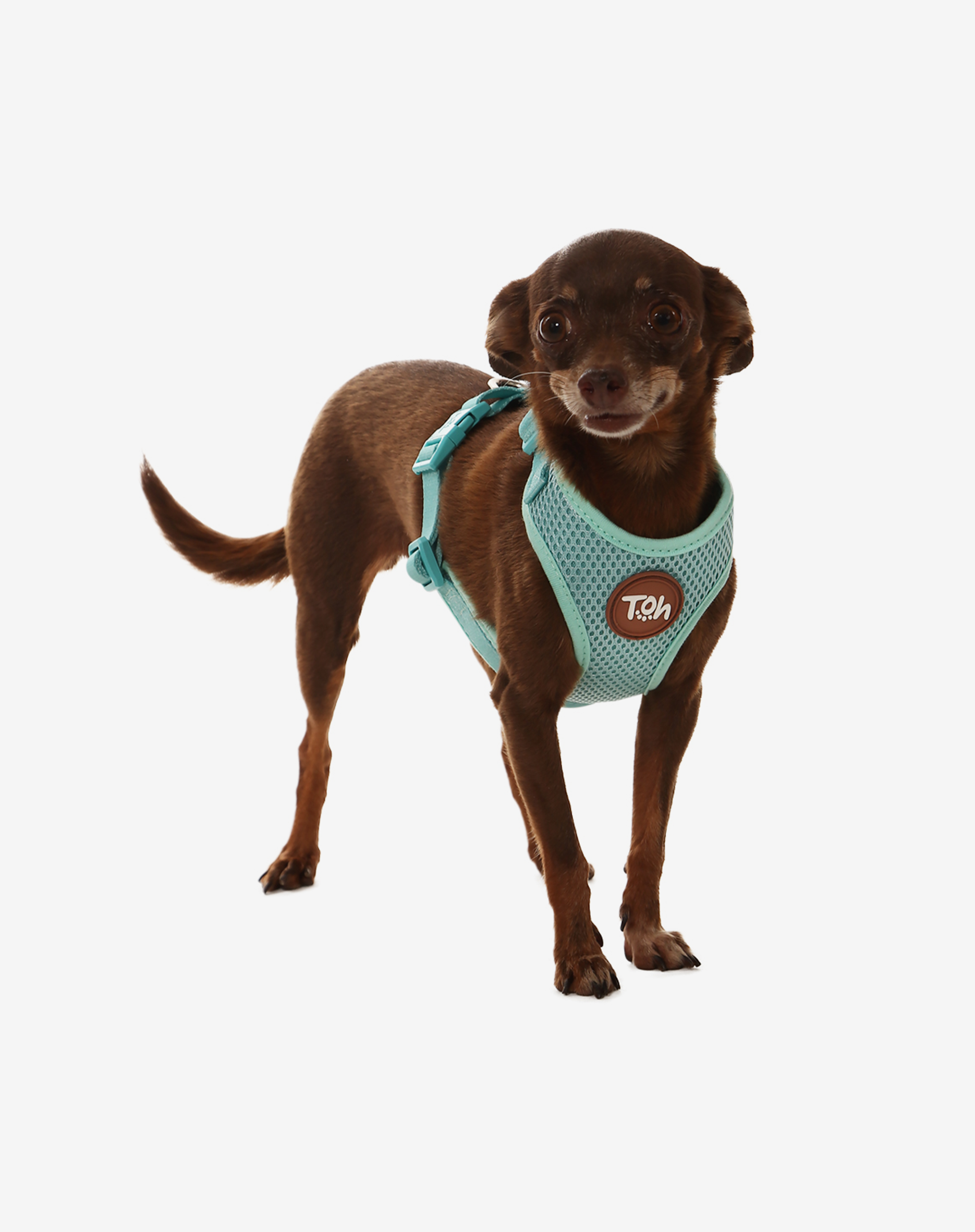 Toh - Wholesale Pet Harness - Dog - H-Mesh Dog Harness Maresia1