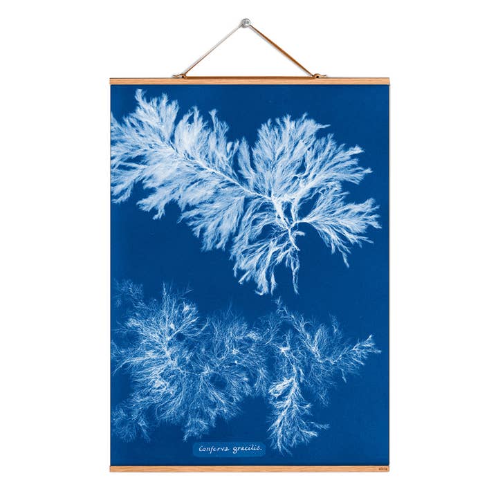 Rulla bild illustration # 134/Atkins/Conferva/Gracilis för wholesale av Eicie