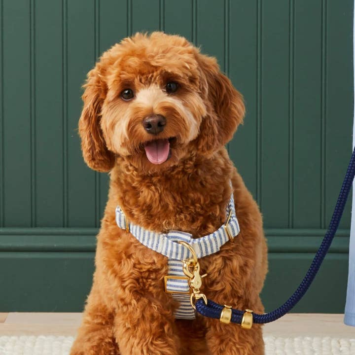The Foggy Dog - Wholesale Pet Harness - Dog - Lake Blue Stripe Harness