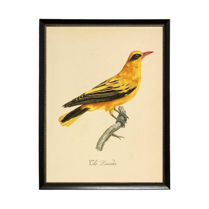 Loridor for wholesale by Antique Curiosities Inc