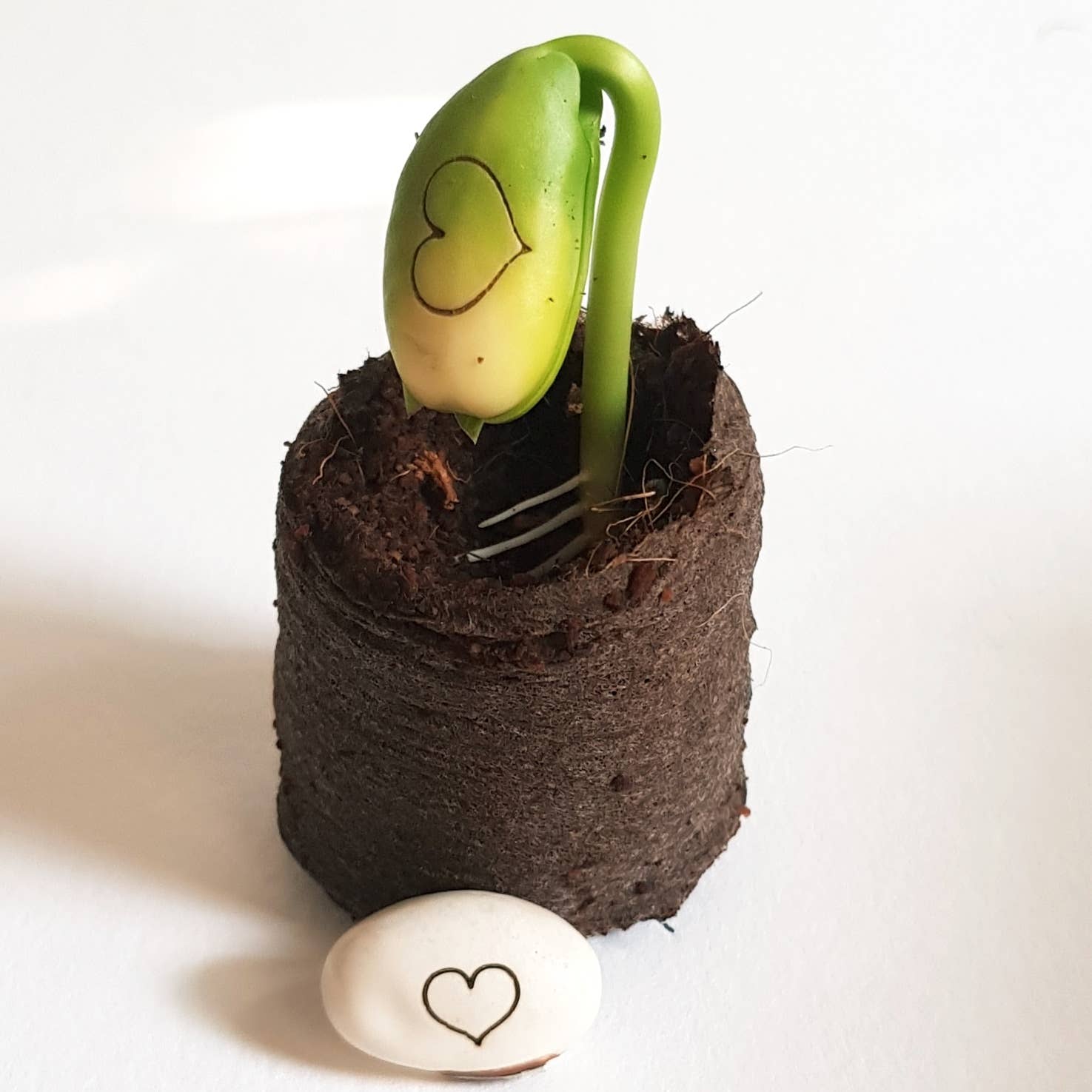 Kop op! - Wholesale Plant Seeds - Wish box: Life ♥ Beautiful1