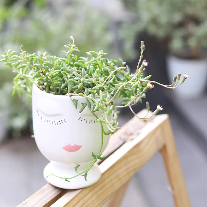 Best Plant Friend - Vente Succulentes - Collier de dauphins Senecio, succulente à suspendre, 2/4/6 pouces