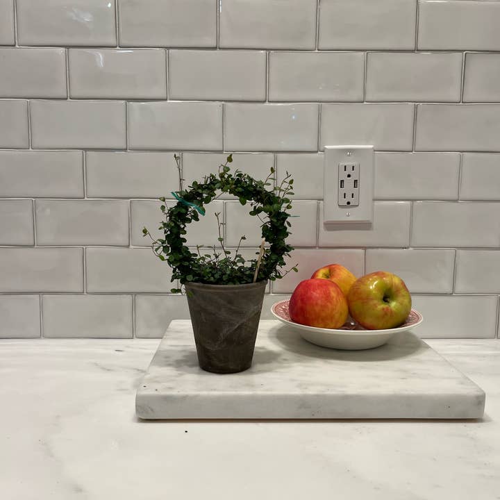 Sunrise Topiaries - Vente Plante - Bague Angel Vine tissée Live de 5 pouces dans un pot de 4 pouces8