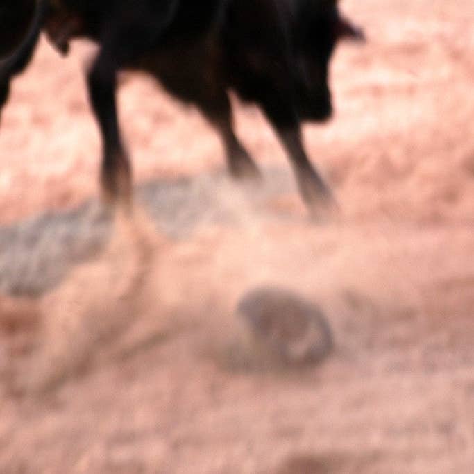 Carte de vœux El Toro Bull Action Everyday pour la vente par Ann Woodall Studios