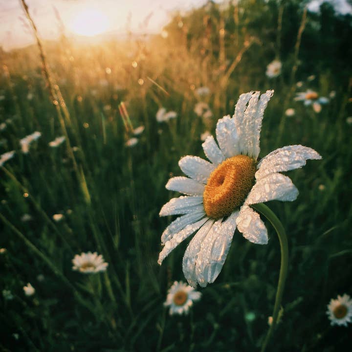 Three More Days Collection - Wholesale Room & linen spray - THE DAY I MET YOU: PEACH / ACACIA HONEY / PATCHOULI / CASSIS ROOM SPRAY1