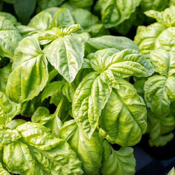 Piccolo Seeds - Wholesale Plant Seeds - Basil Bolloso Napoletano1