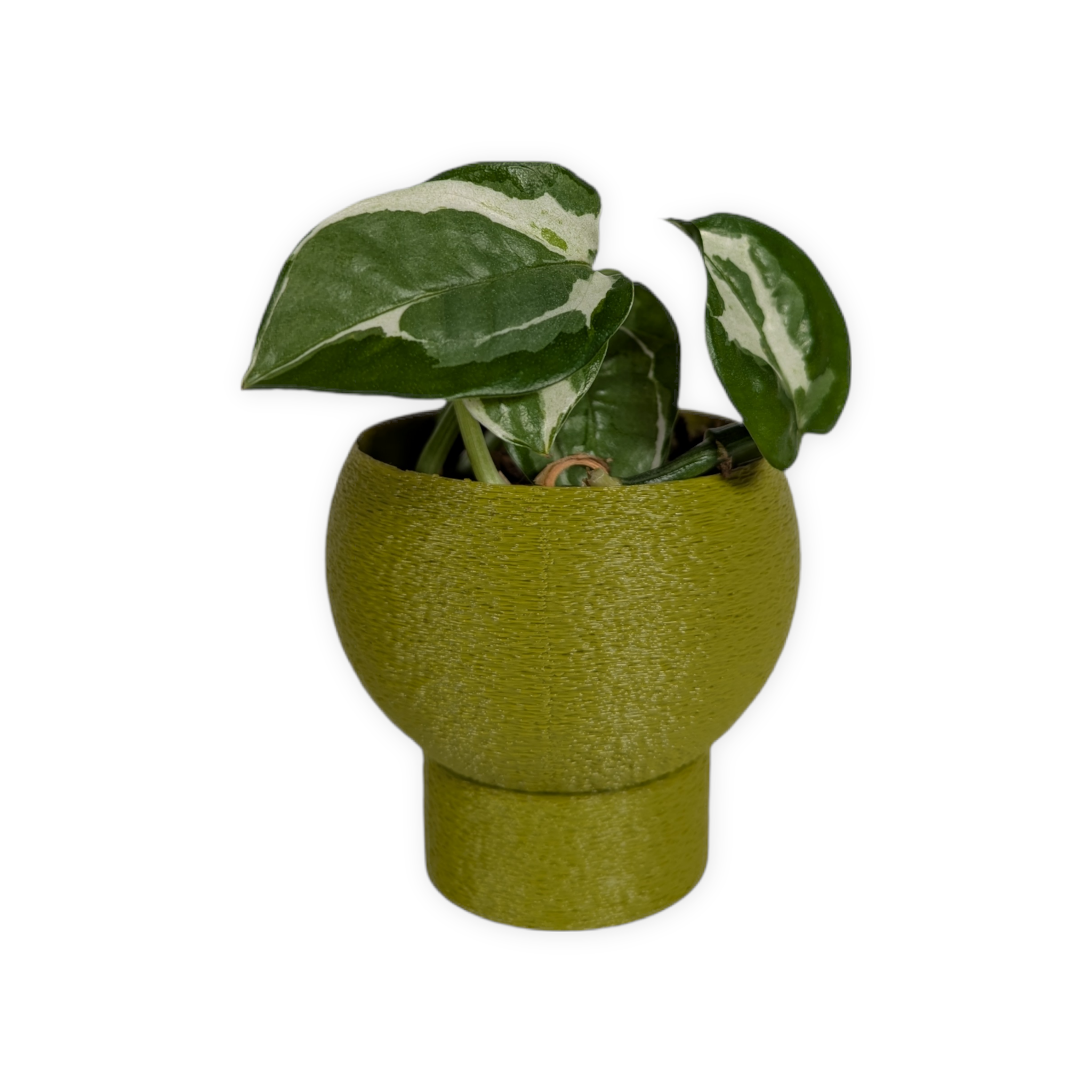 Leafprints.3d - Wholesale Plant Pot - The Petal – 2 Inch Planter with Drip Tray19