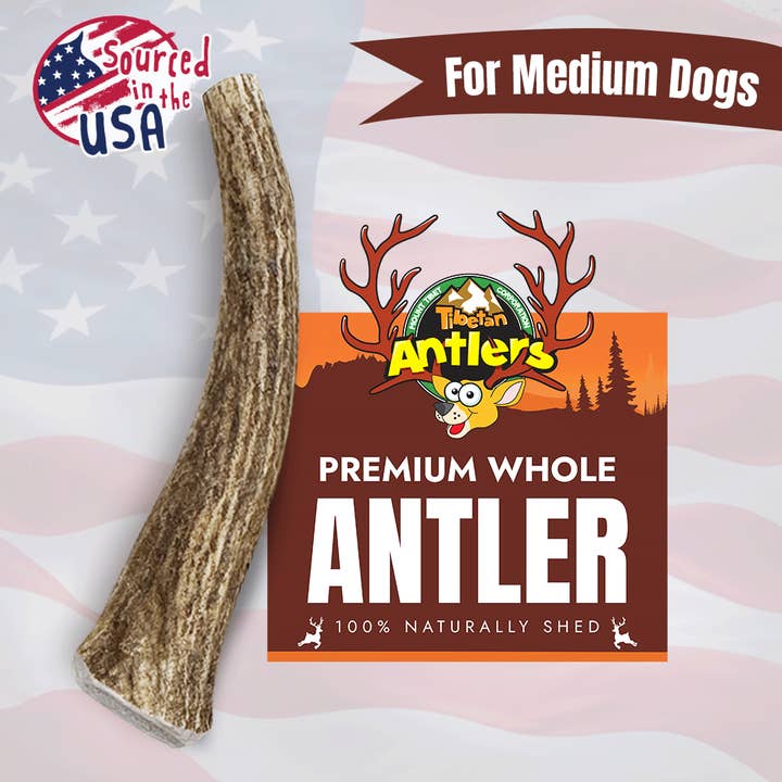 Tibetan Whole Antler-Medium for wholesale by Tibetan Dog Chew