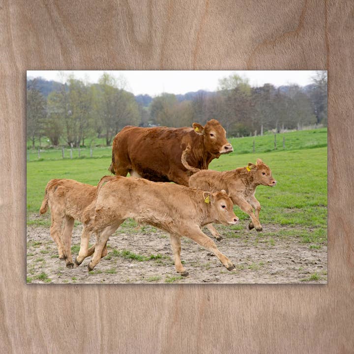 Postkort Eye0453 Køer Ko Limusoin Group for engroshandel hos eye-comm