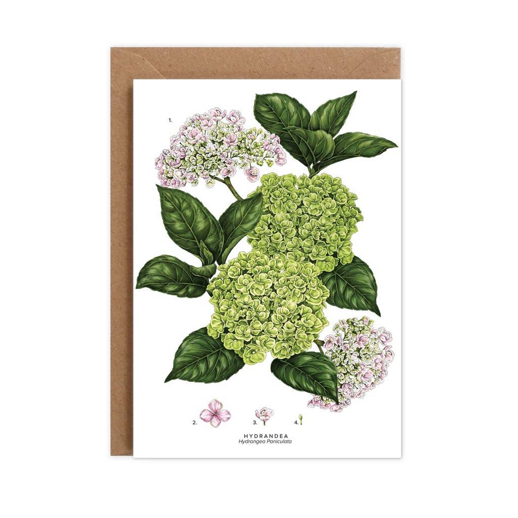 Catherine Lewis Design - Wholesale Everyday Greeting Card - Hydrangea1