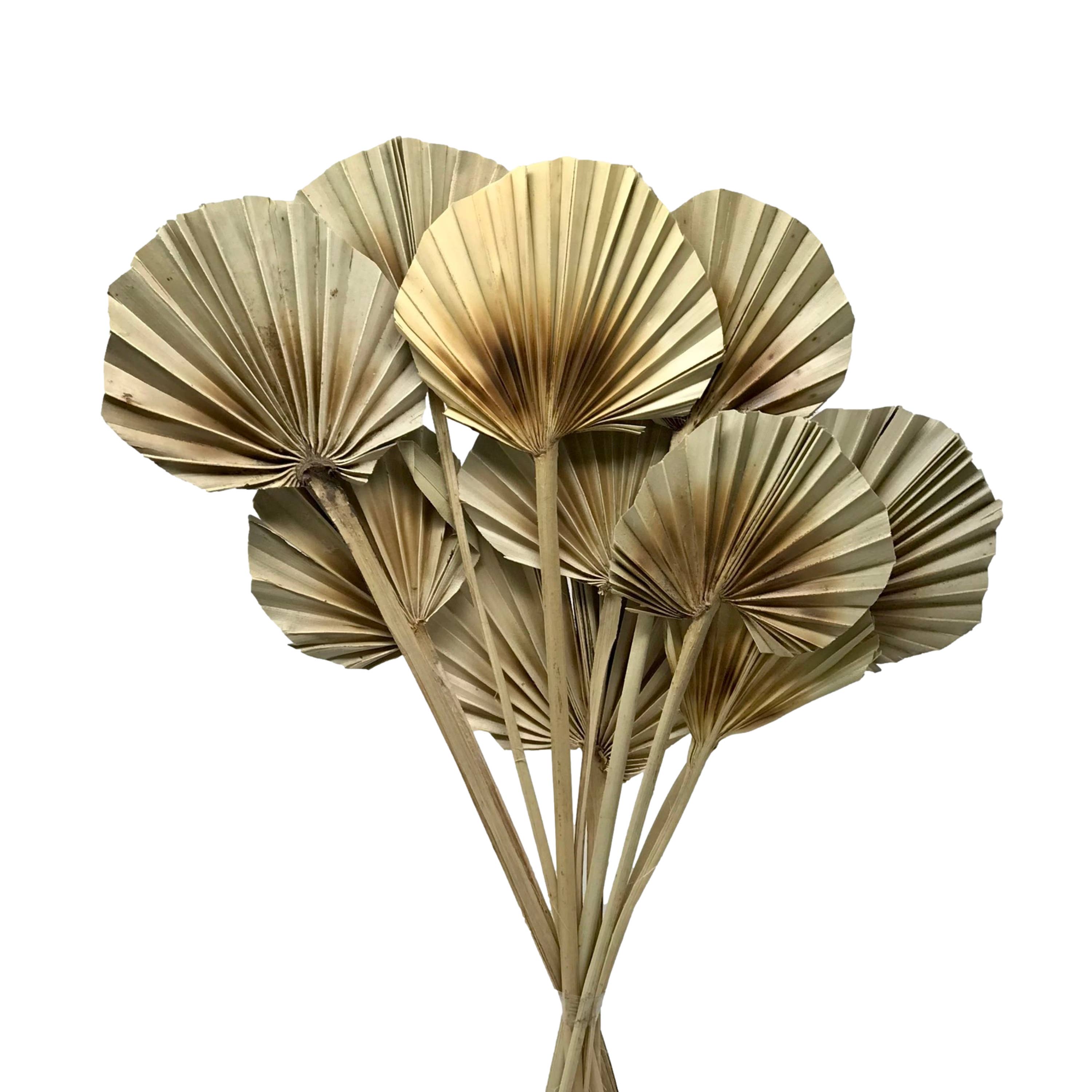 Wilco Home – Engroshandel Tørrede/pressede blomster – 10 tørrede naturlige palmeblade på stilk, bundt8