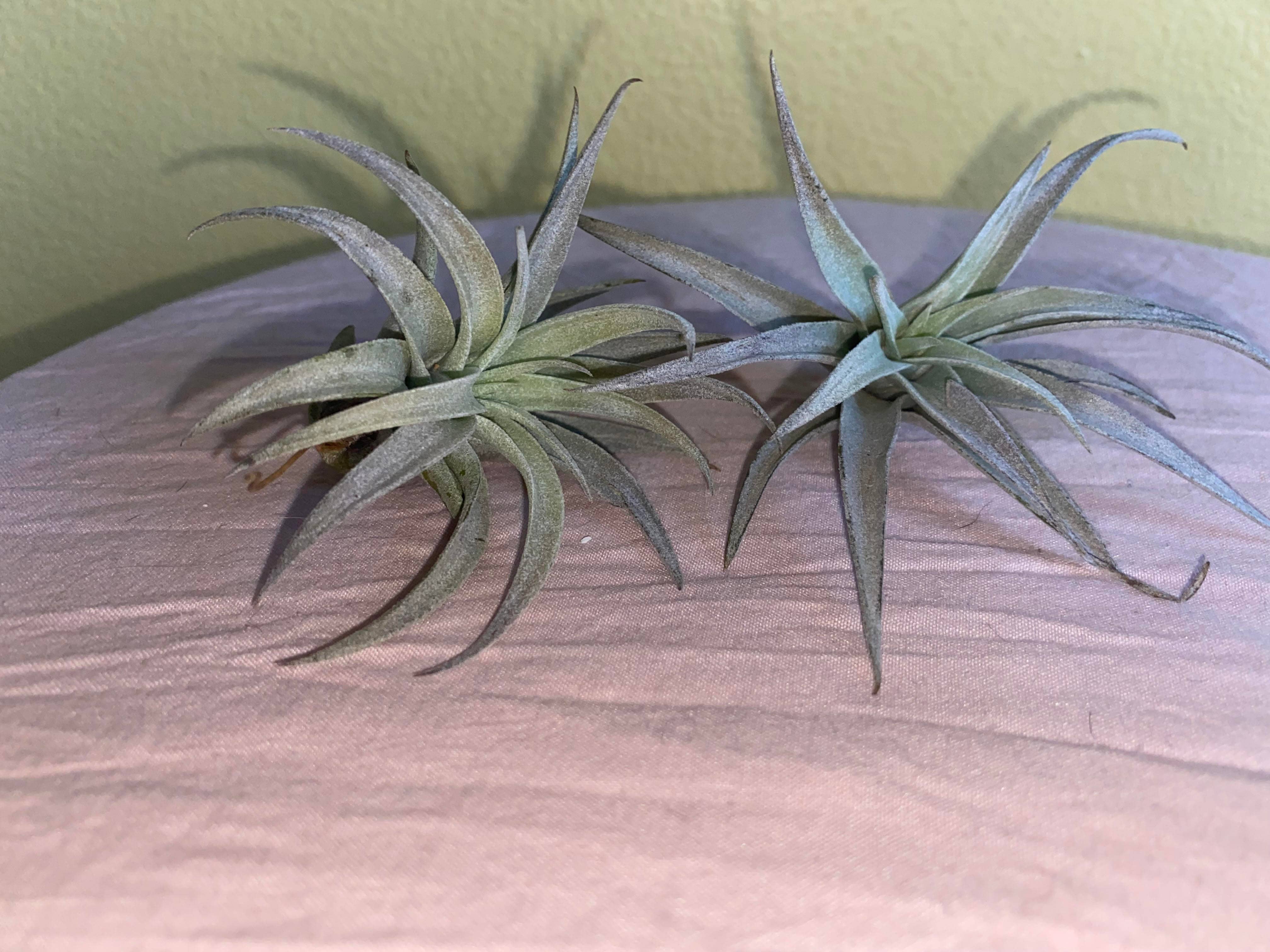 The Cactus Bros - Wholesale Live Plant - Tillandsia harrisii 1