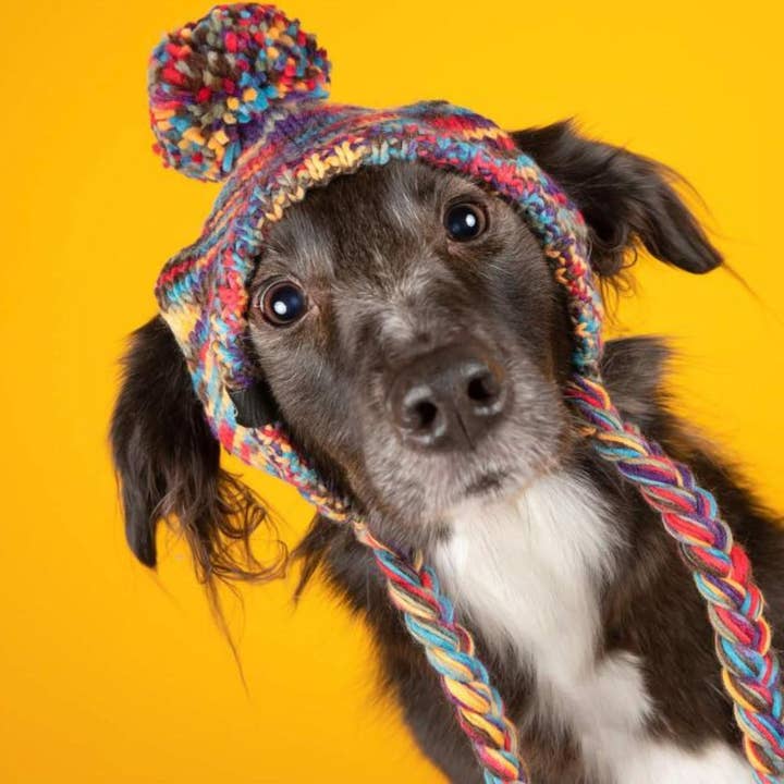 Spark Paws - Wholesale Pet Hat - Dog - Knit Pom Pom Dog Beanie Hat - Kaleidoscope