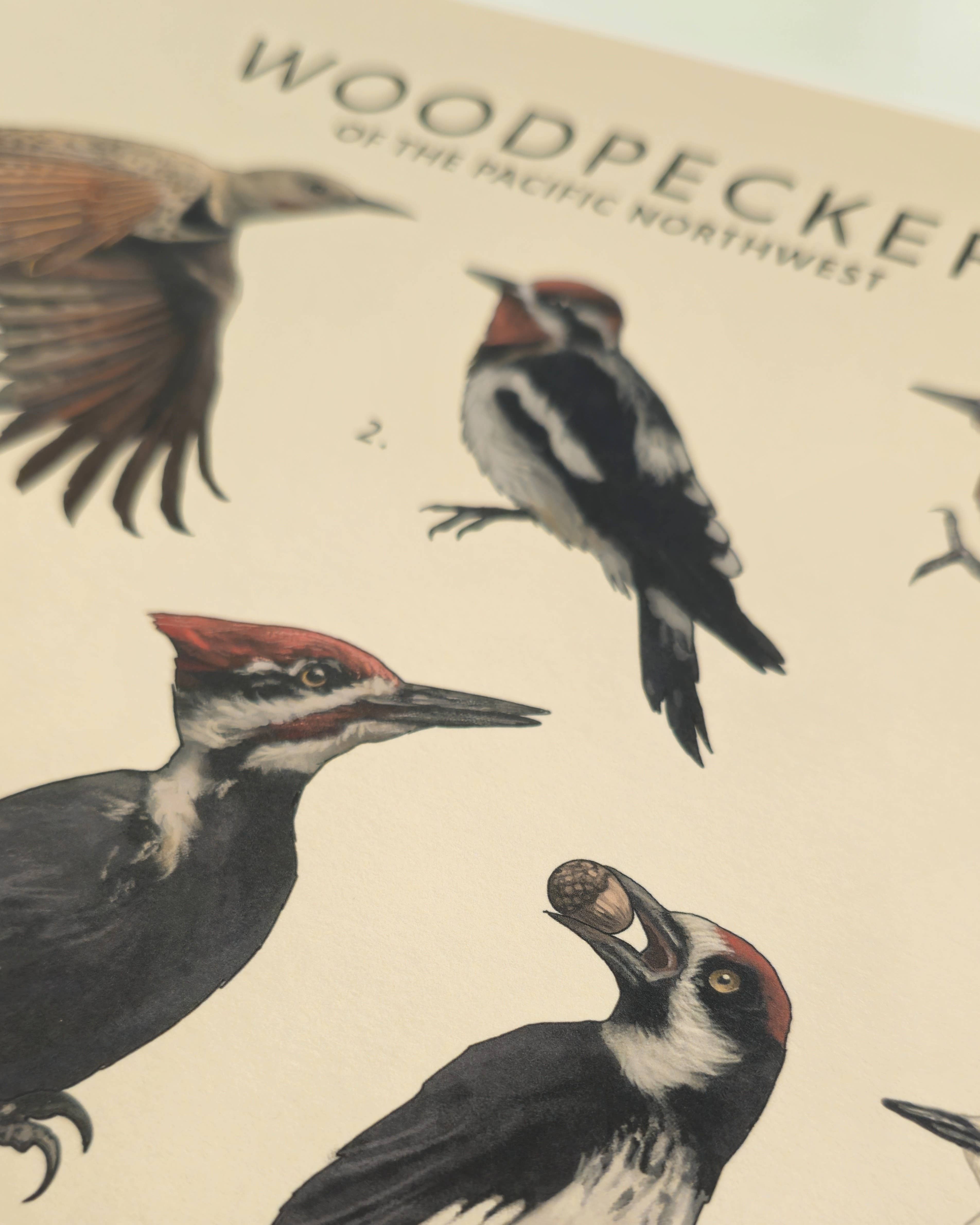 Jenn Joslin Art & Nature - Vente Affiche d'art - Pics-bois du Nord-Ouest Pacifique2