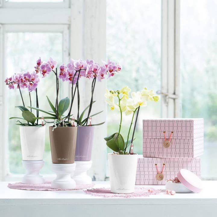 Lechuza Self Watering Planters – wholesale Plant pot – LECHUZA DELTINI & MINI-DELTINI Poly Resin Table Planter18