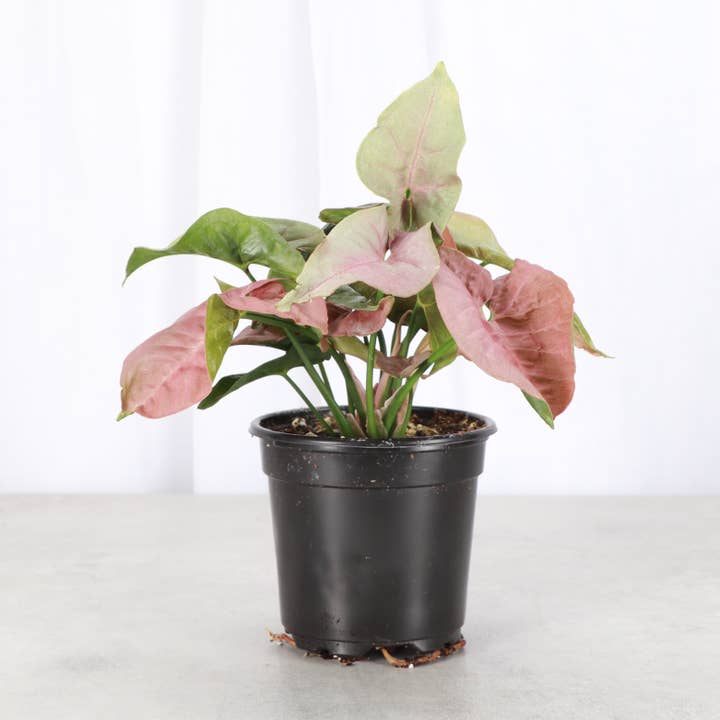 Pink Butterfly Syngonium - Live Plant for wholesale by Thorsen's Greenhouse