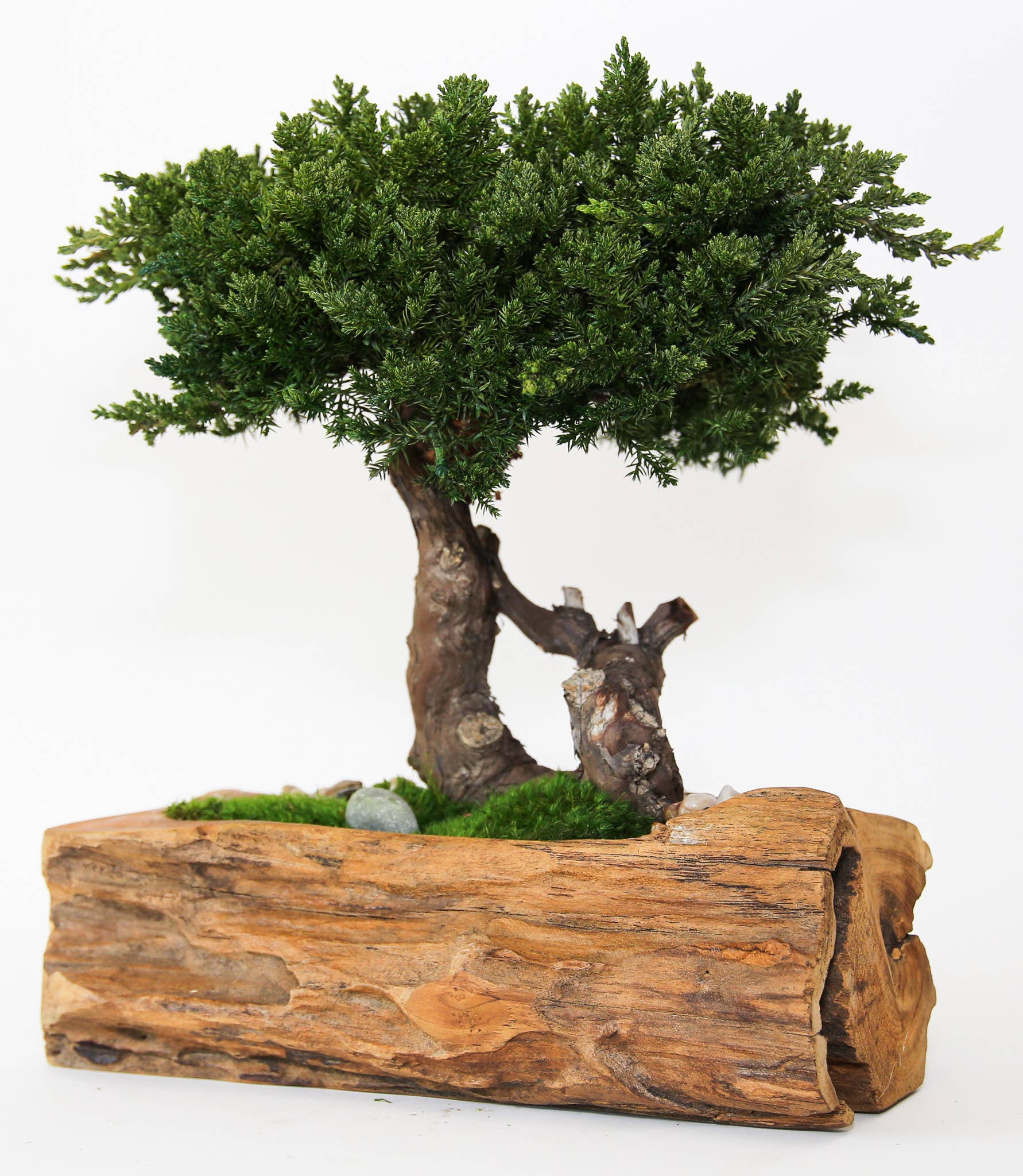 Forever Green Art - Vendita all'ingrosso Piante artificiali - Bonsai di Ginepro Conservato in Ciotola di Teak con Bordo Naturale2
