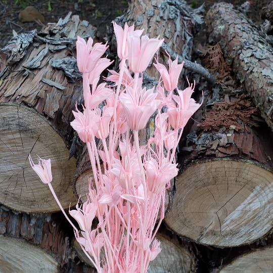 BLOOMINGFUL.COM - Wholesale Dried/Pressed Flowers - Dried Nigella Orientalis Flower - Light Pink1