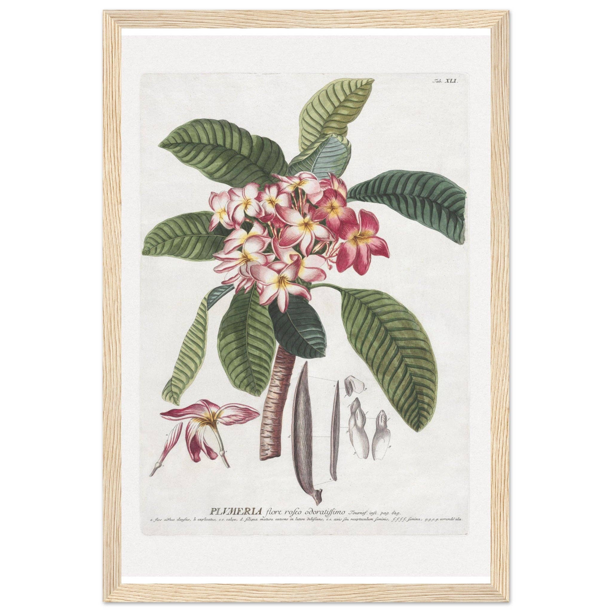 Maison de Paloma - Vendita all'ingrosso Stampa artistica - Plumeria1