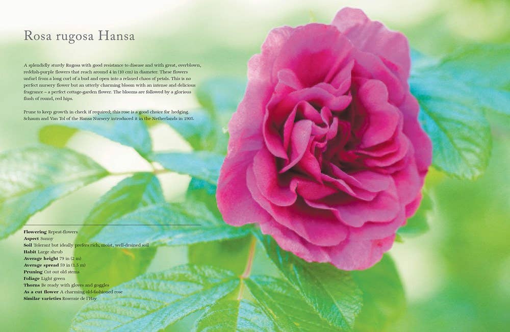 Gibbs Smith - Wholesale Home & Garden - Vintage Roses: Beautiful Varieties for Home & Garden1