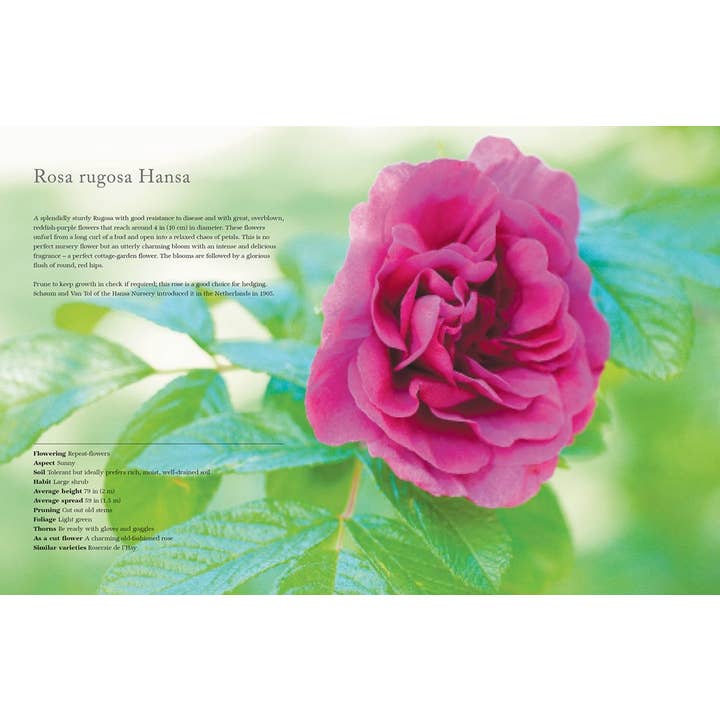 Gibbs Smith - Wholesale Home & Garden - Vintage Roses: Beautiful Varieties for Home & Garden1
