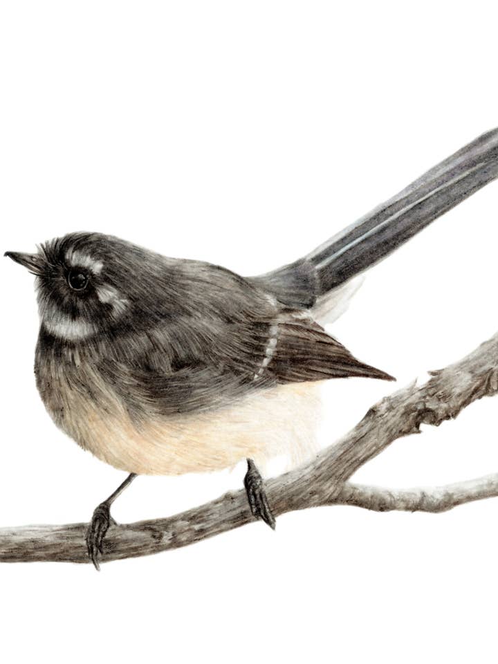 "Perched" Grey Fantail Backyard Bird Fine Art Print for wholesale by Jenna Chartrand Coloured Pencil Fine Artist