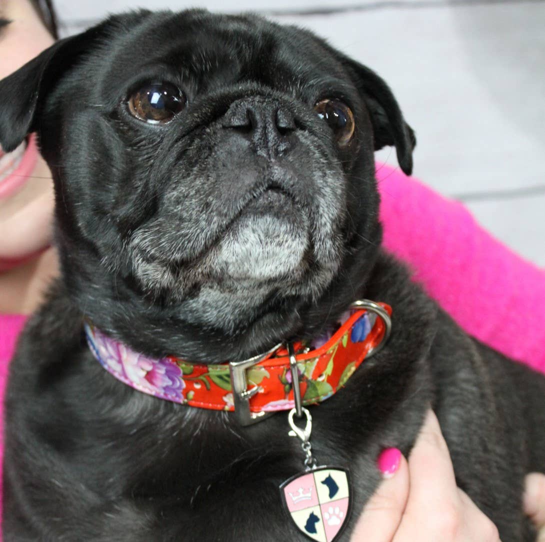 House of FurBaby - Wholesale Pet Collar - Cat/Dog - DIY Pet Collar Bar Starter Pack- Botanical - 280 Pieces10