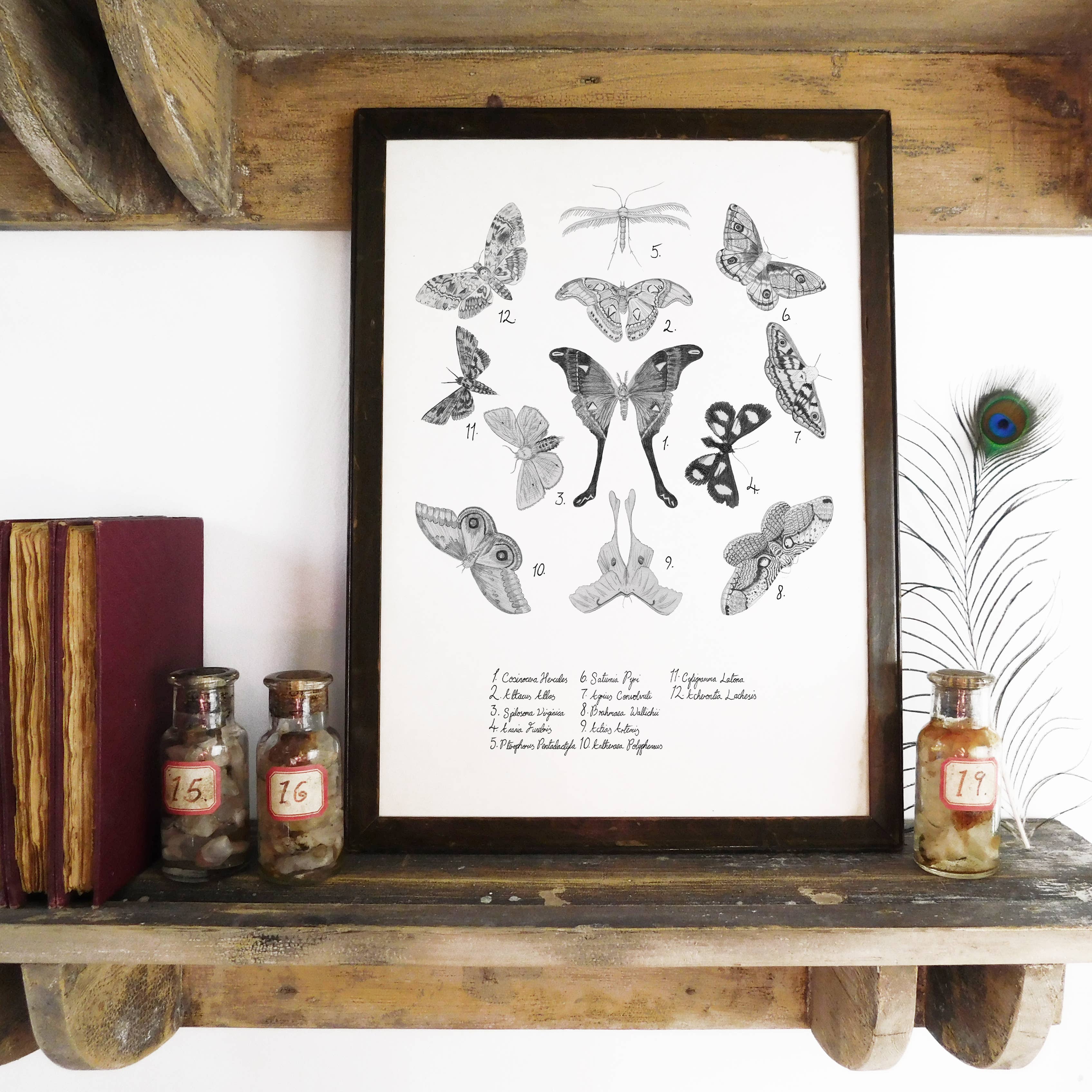 Bison Bindery - Venta al por mayor Ilustración - Póster artístico de polillas Archaeolepis3