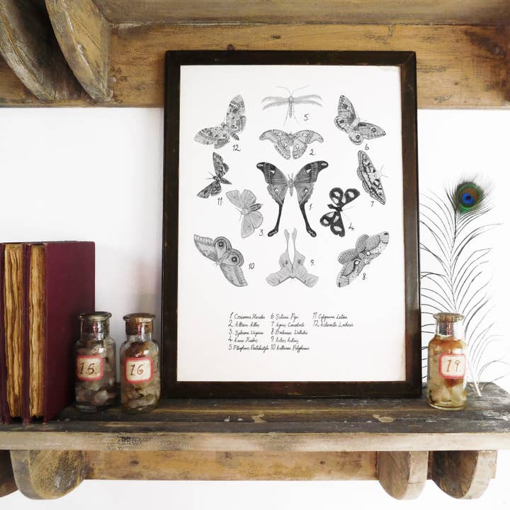 Bison Bindery - Wholesale Art Print - Archaeolepis Moth Art Print3