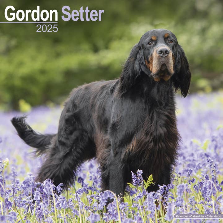 Gordon Setter Calendar 2025 for wholesale by Avonside Publishing Ltd