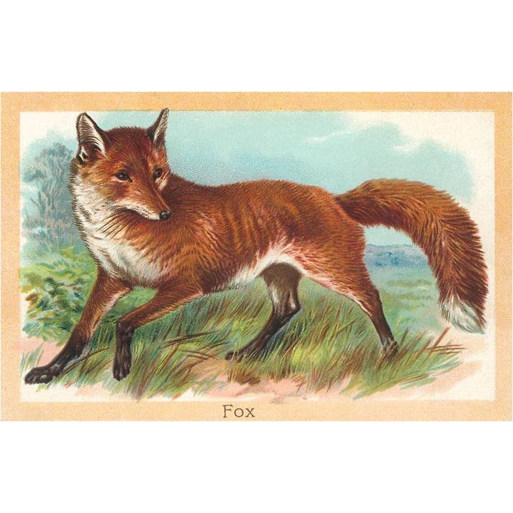 Postcard AN-83 Fox in the Meadow for wholesale by Found Image Press