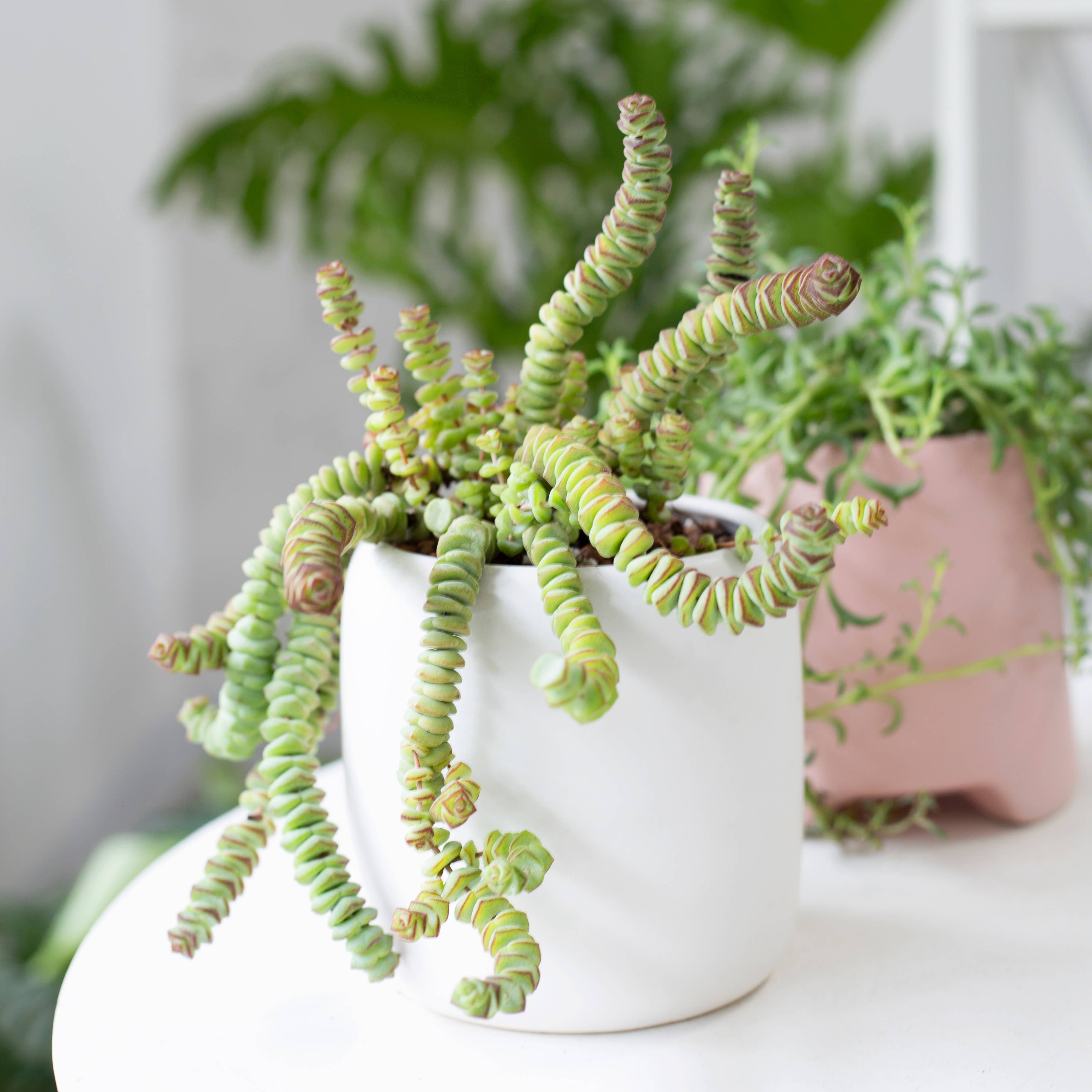 Best Plant Friend - Wholesale Succulent - Crassula Baby Necklace - Live Succulents Plant 2/4 inch Pot8
