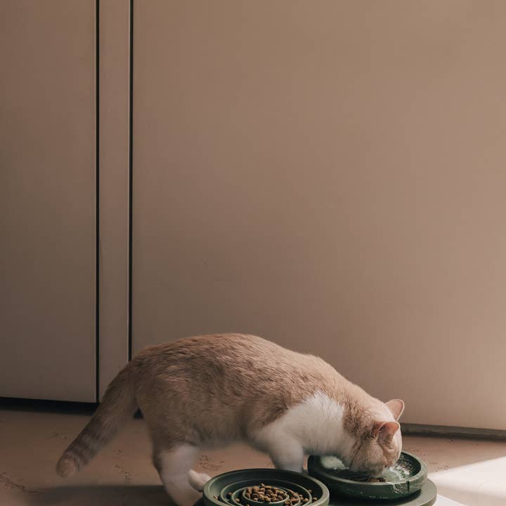 PINO - Wholesale Pet Bowl - Cat - Whisker Friendly Bowl8