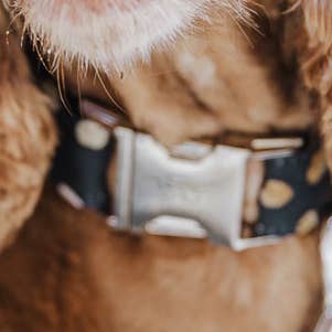 Krage ANDROMEDA för wholesale av Wagging Tail