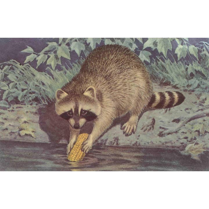 Postal AN-725 Mapache Lavando Comida para venta al por mayor de Found Image Press