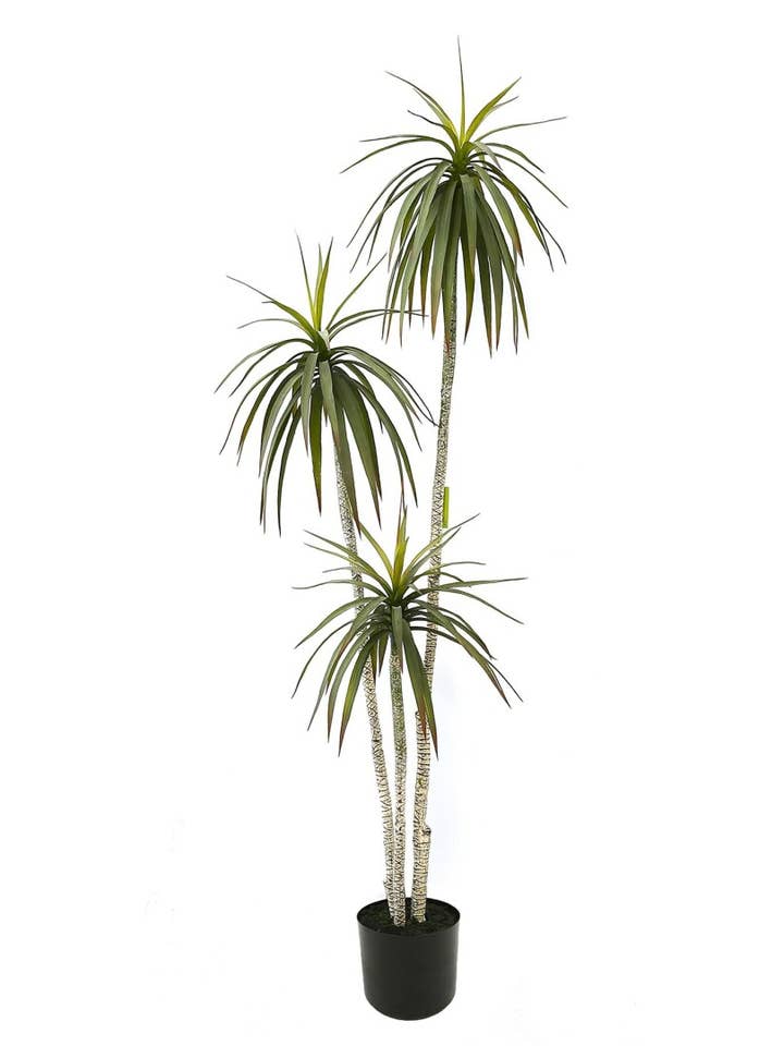 Pl.Dacrena X3 Plastica Verde 180cm per la vendita all'ingrosso da parte di Aguilar Málaga