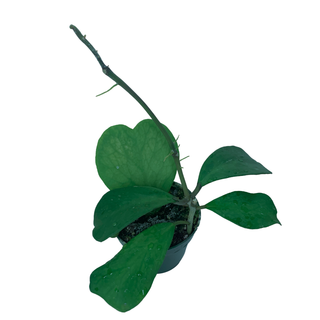 Flow State - Wholesale Live Plant - 4" Hoya Kerrii Vine (Hoya kerrii) – Wholesale Live Houseplan1