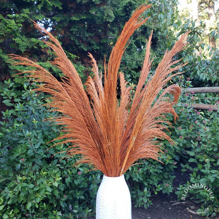 BLOOMINGFUL.COM - Vente Fleur séchée/pressée - Grandes pampas soyeuses No-Shed (3-4 pieds) - Terre cuite orange