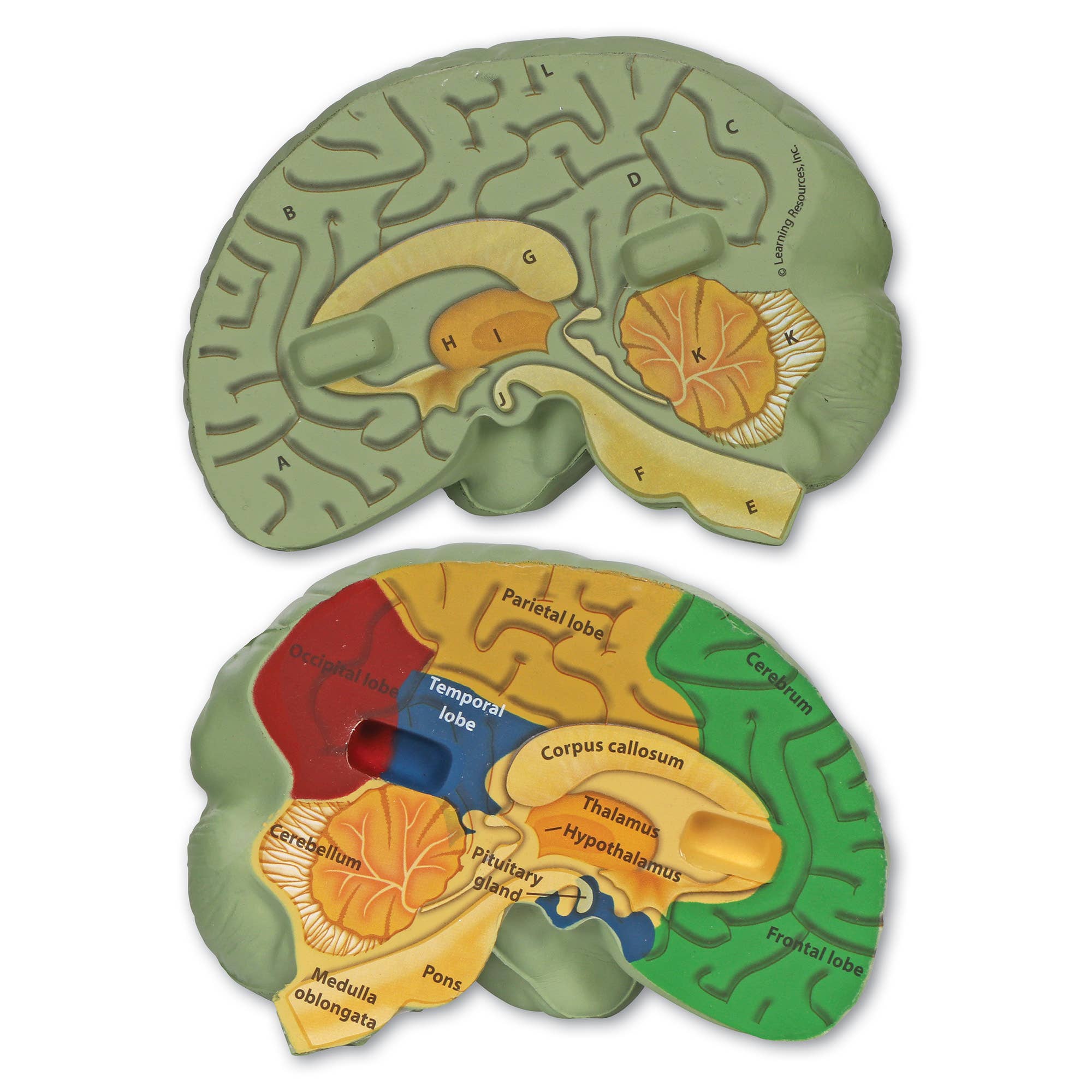 Learning Resources - Wholesale Toy Set - Kids - Cross-Section Human Brain Model4