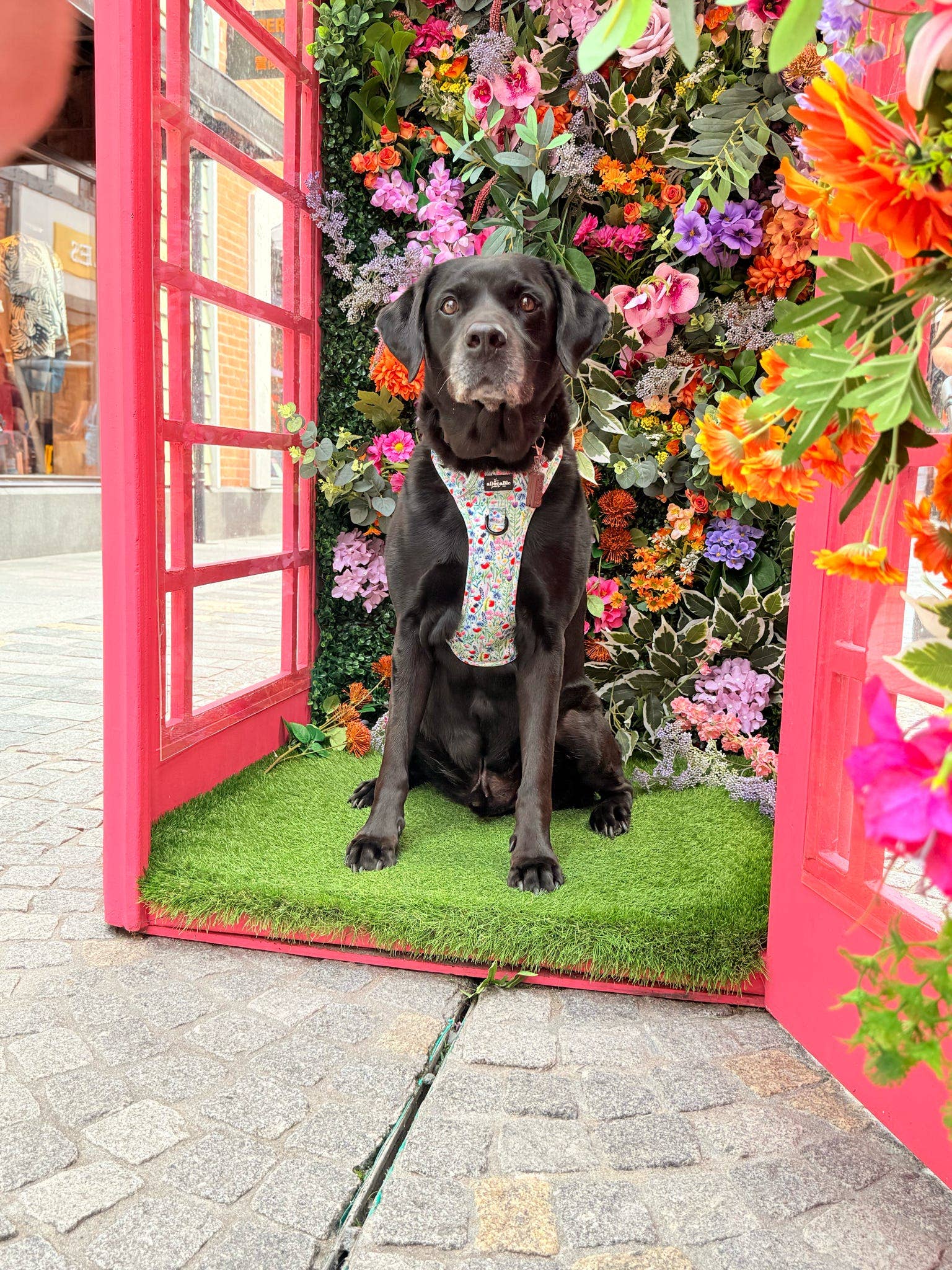 The aDoraBle Pooch Company - Wholesale Tuig voor huisdieren - Hond - Hike & Go Lite™ Harnas - Wildflower Meadow30