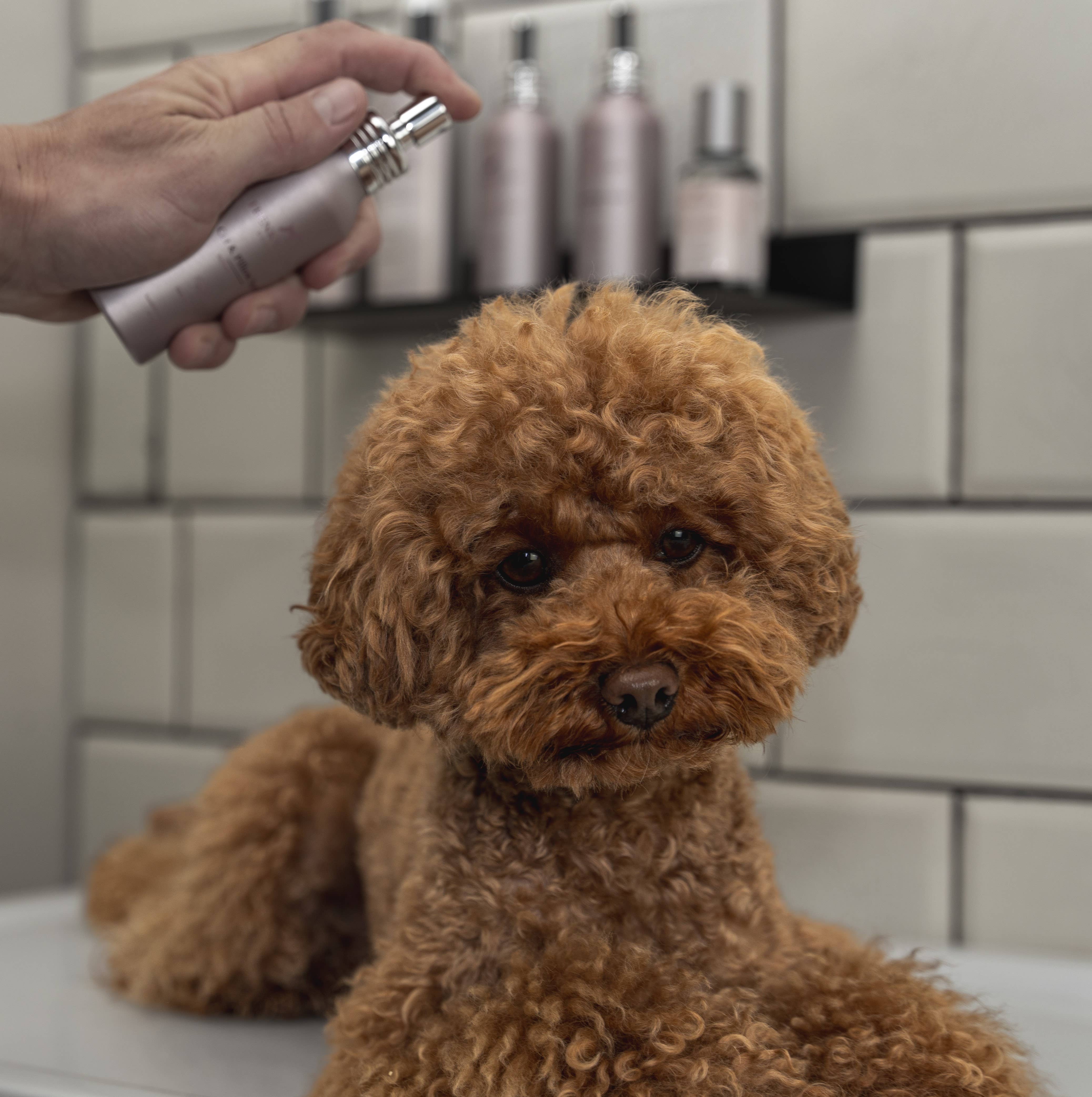 Frenky Lewis B.V. – Engroshandel Kæledyrsspray – Hund – Anti lugt spray - Grøn te, bergamot - 100 ml6