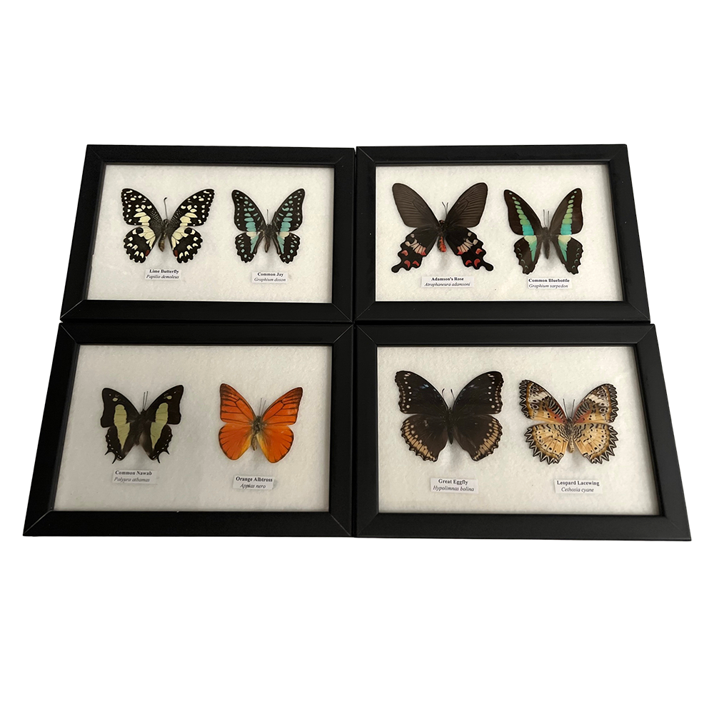 VIE – wholesale Wall Accent – Butterfly Mounted Under Glass, Assorted21