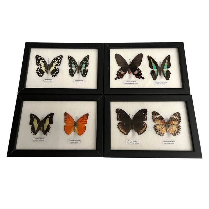 VIE - Wholesale Wall Accent - Butterfly Mounted Under Glass, Assorted5